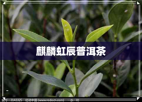 麒麟虹辰普洱茶