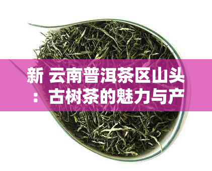 新 云南普洱茶区山头：古树茶的魅力与产地特色