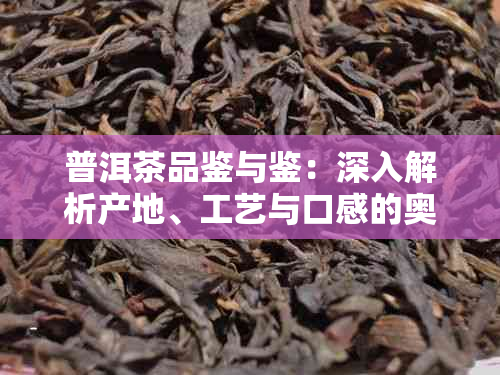 普洱茶品鉴与鉴：深入解析产地、工艺与口感的奥秘