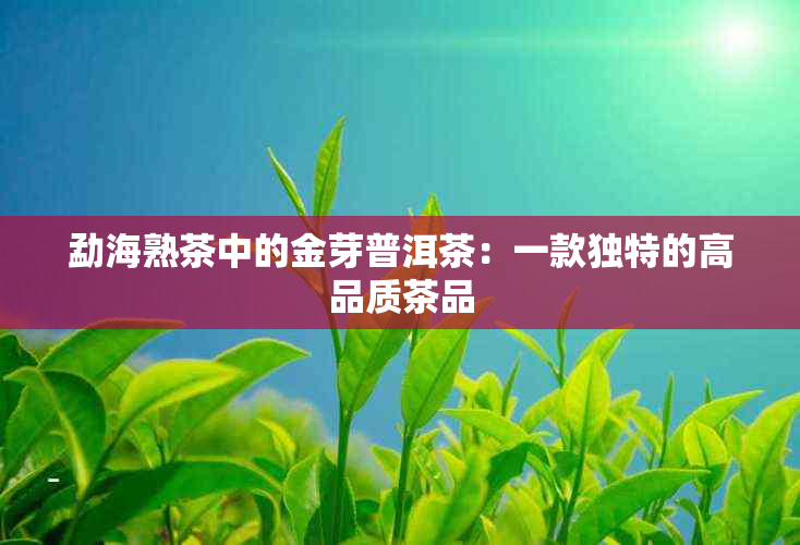 勐海熟茶中的金芽普洱茶：一款独特的高品质茶品