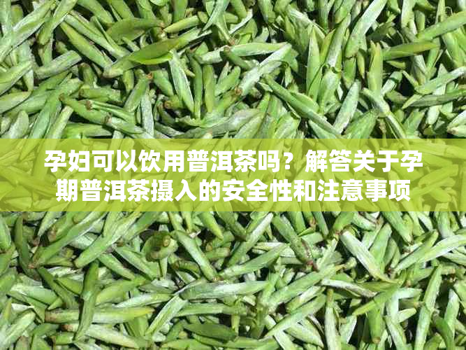 孕妇可以饮用普洱茶吗？解答关于孕期普洱茶摄入的安全性和注意事项