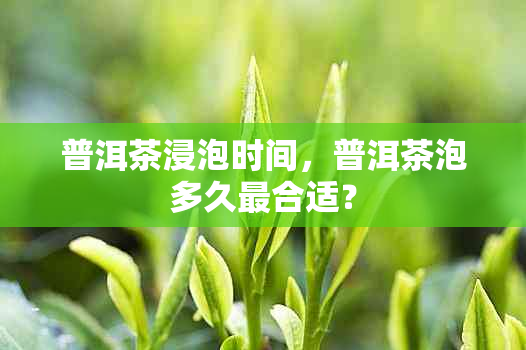 普洱茶浸泡时间，普洱茶泡多久最合适？