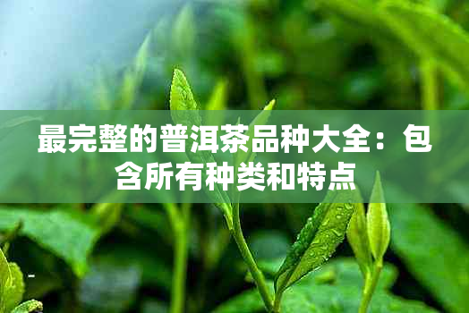 最完整的普洱茶品种大全：包含所有种类和特点