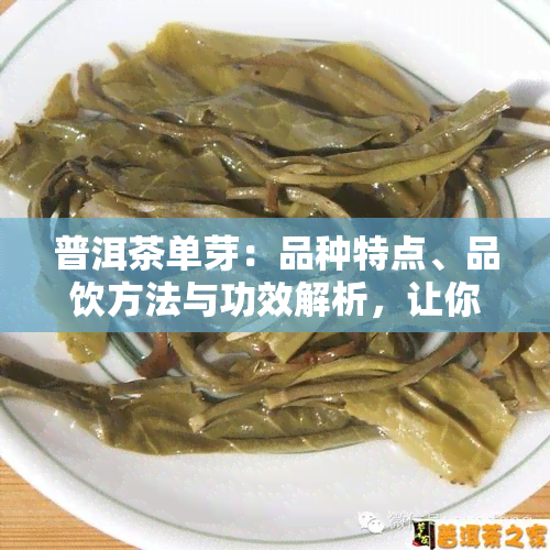 普洱茶单芽：品种特点、品饮方法与功效解析，让你全面了解这种珍贵茶叶