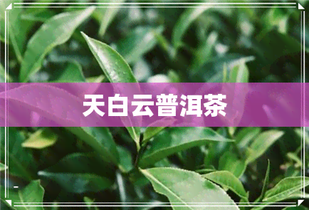 天白云普洱茶