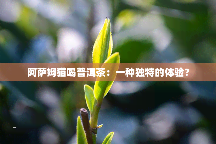 阿萨姆猫喝普洱茶：一种独特的体验？