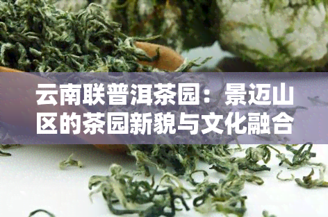 云南联普洱茶园：景迈山区的茶园新貌与文化融合