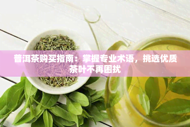 普洱茶购买指南：掌握专业术语，挑选优质茶叶不再困扰