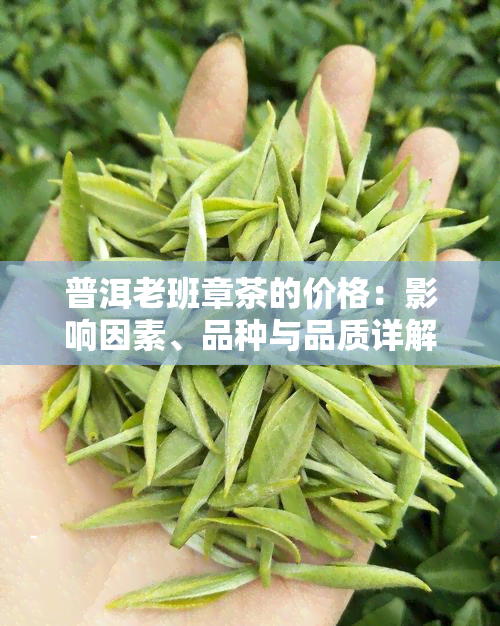 普洱老班章茶的价格：影响因素、品种与品质详解及市场行情分析