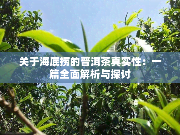 关于海底捞的普洱茶真实性：一篇全面解析与探讨