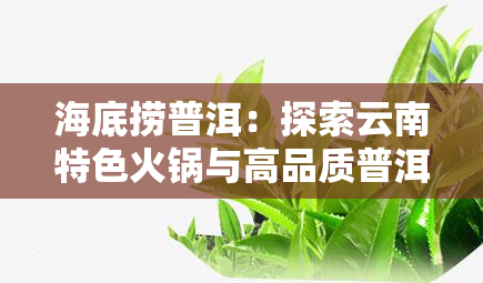 海底捞普洱：探索云南特色火锅与高品质普洱茶的完美融合