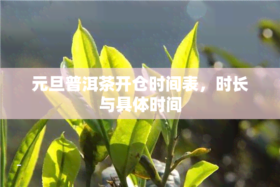 元旦普洱茶开仓时间表，时长与具体时间