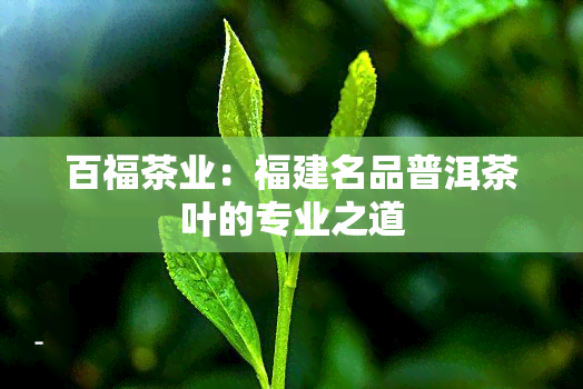 百福茶业：福建名品普洱茶叶的专业之道