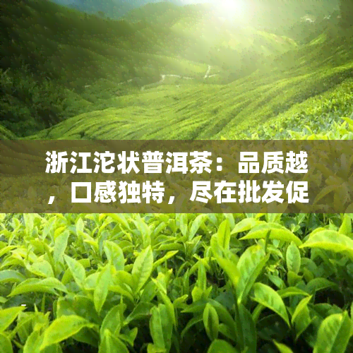 浙江沱状普洱茶：品质越，口感独特，尽在批发促销中