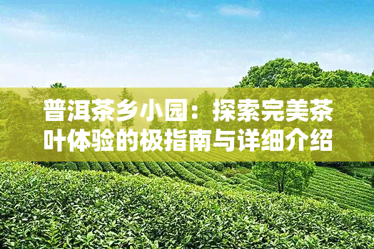 普洱茶乡小园：探索完美茶叶体验的极指南与详细介绍