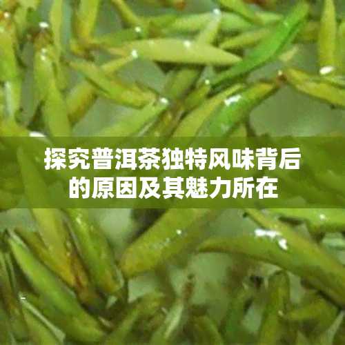 探究普洱茶独特风味背后的原因及其魅力所在