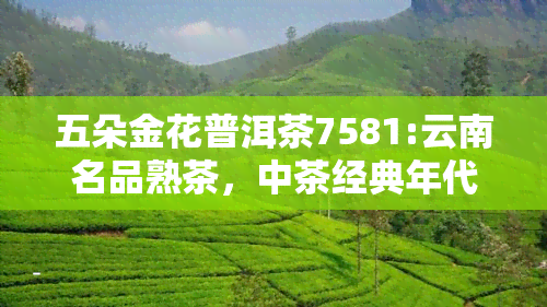 五朵金花普洱茶7581:云南名品熟茶，中茶经典年代传承