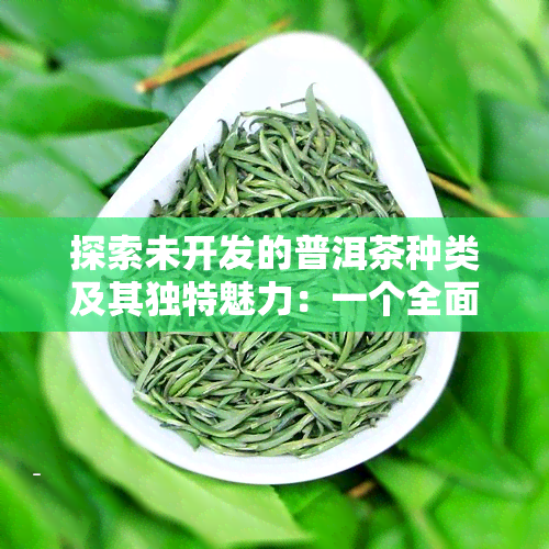 探索未开发的普洱茶种类及其独特魅力：一个全面的指南