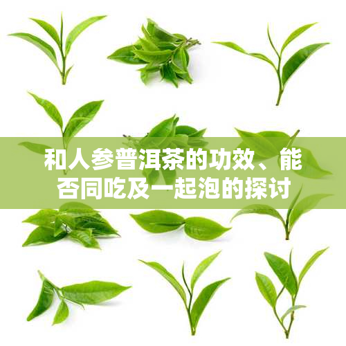 和人参普洱茶的功效、能否同吃及一起泡的探讨