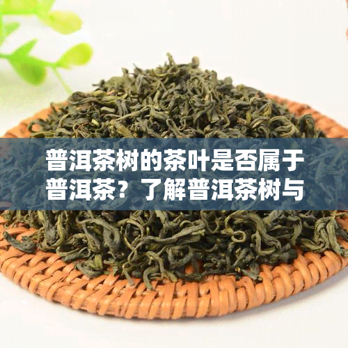 普洱茶树的茶叶是否属于普洱茶？了解普洱茶树与普洱茶的关系及其茶叶特点。