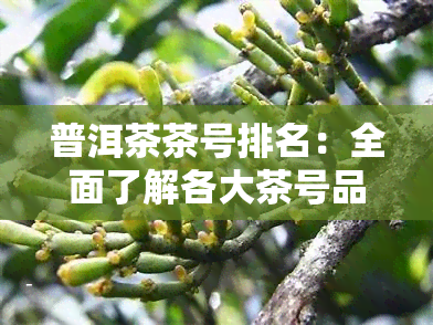 普洱茶茶号排名：全面了解各大茶号品质与口碑，助您轻松挑选优质茶叶