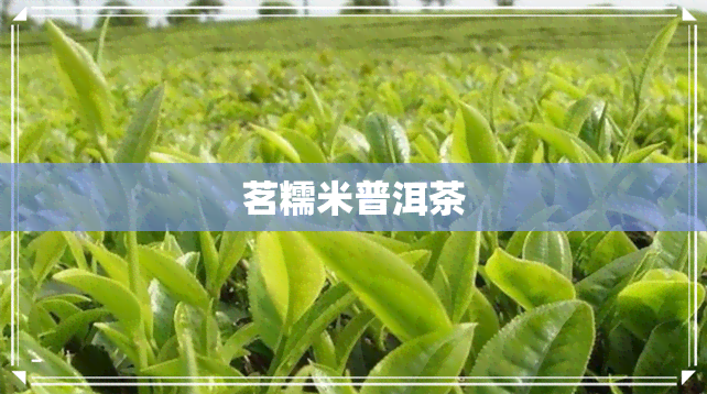 茗糯米普洱茶