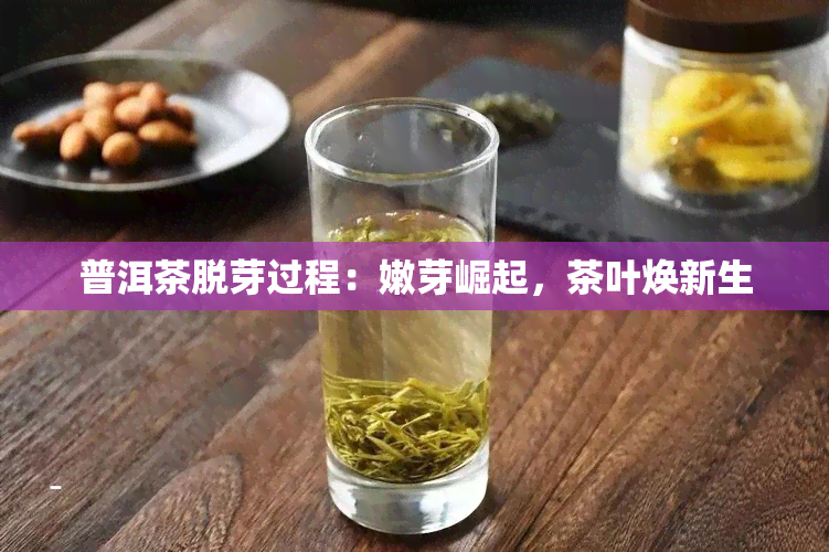 普洱茶脱芽过程：嫩芽崛起，茶叶焕新生