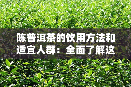 陈普洱茶的饮用方法和适宜人群：全面了解这种茶叶的功效与注意事项