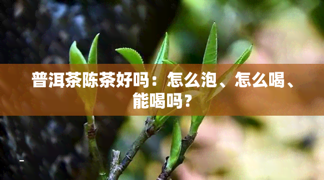 普洱茶陈茶好吗：怎么泡、怎么喝、能喝吗？