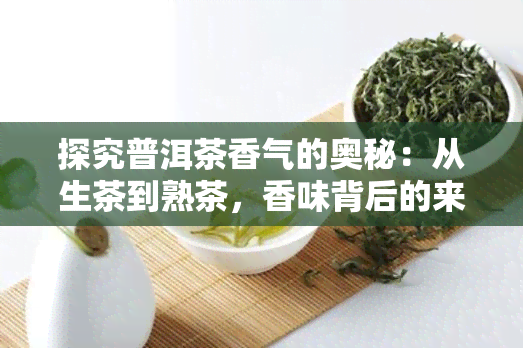 探究普洱茶香气的奥秘：从生茶到熟茶，香味背后的来源解析