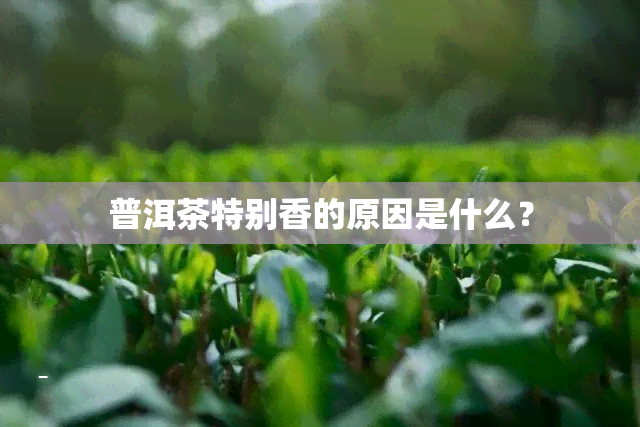 普洱茶特别香的原因是什么？