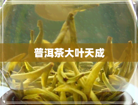 普洱茶大叶天成