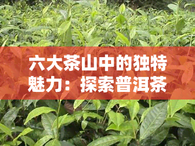 六大茶山中的独特魅力：探索普洱茶的山头文化