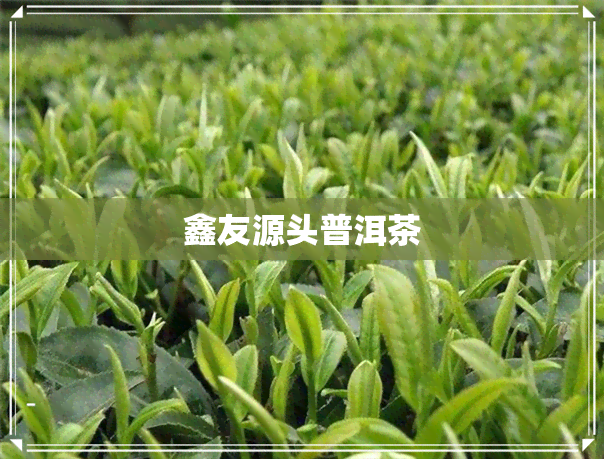 鑫友源头普洱茶