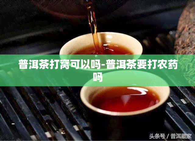 普洱茶打窝可以吗-普洱茶要打农吗