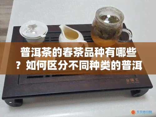 普洱茶的春茶品种有哪些？如何区分不同种类的普洱春茶？