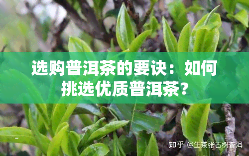 选购普洱茶的要诀：如何挑选优质普洱茶？