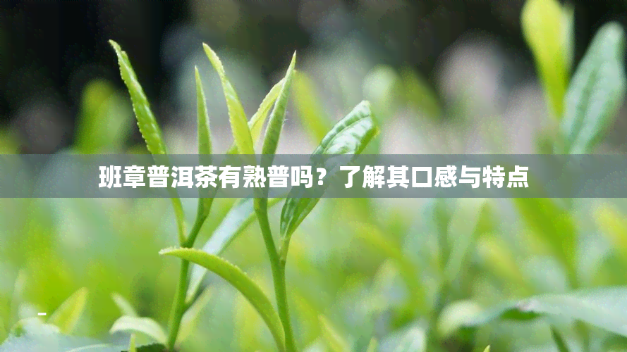 班章普洱茶有熟普吗？了解其口感与特点