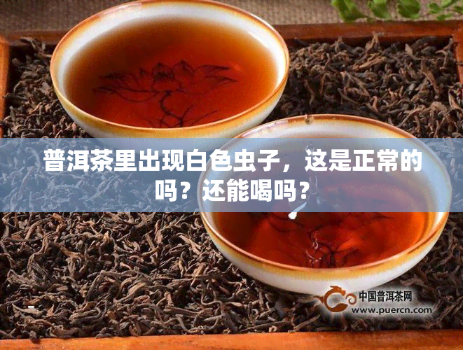 普洱茶里出现白色虫子，这是正常的吗？还能喝吗？