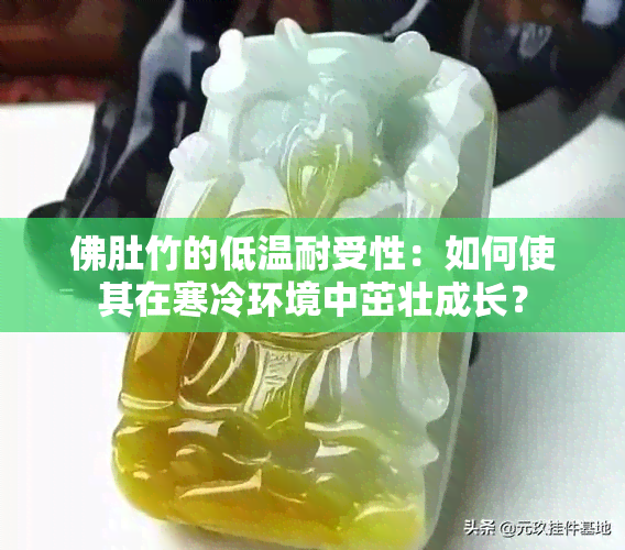 佛肚竹的低温耐受性：如何使其在寒冷环境中茁壮成长？