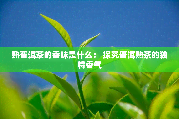 熟普洱茶的香味是什么： 探究普洱熟茶的独特香气