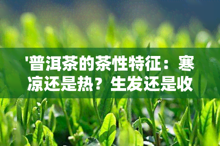 '普洱茶的茶性特征：寒凉还是热？生发还是收敛？完整概述与分析'