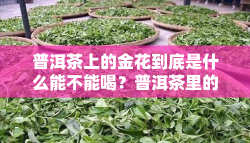 普洱茶上的金花到底是什么能不能喝？普洱茶里的金花是什么？