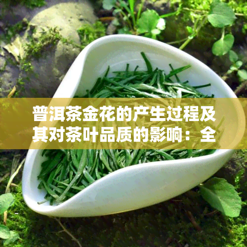 普洱茶金花的产生过程及其对茶叶品质的影响：全面解析