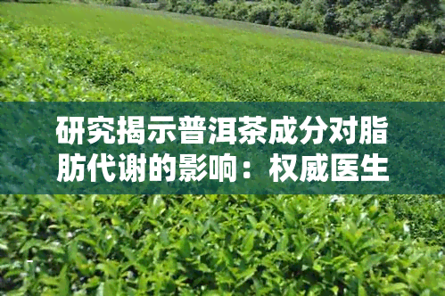 研究揭示普洱茶成分对脂肪代谢的影响：权威医生解读其消脂效果