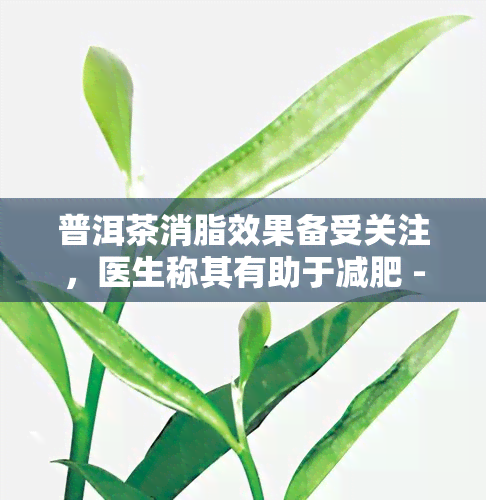 普洱茶消脂效果备受关注，医生称其有助于减肥 - 不包含媒体的标题