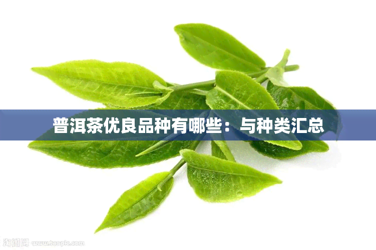 普洱茶优良品种有哪些：与种类汇总