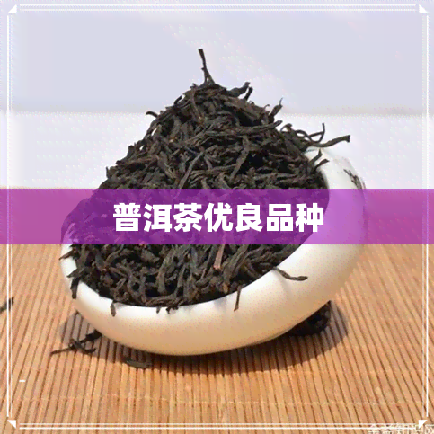 普洱茶优良品种