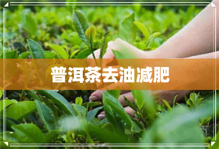 普洱茶去油减肥