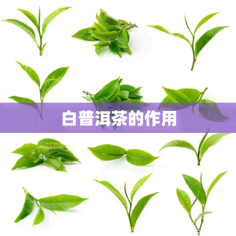 白普洱茶的作用